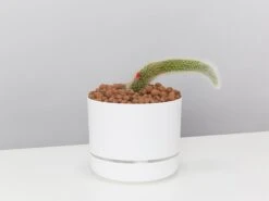 Soft Monkey Tail Cactus In LECA Set