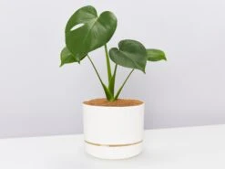 Monstera Deliciosa Tauerii - Pot + Plant + Soil