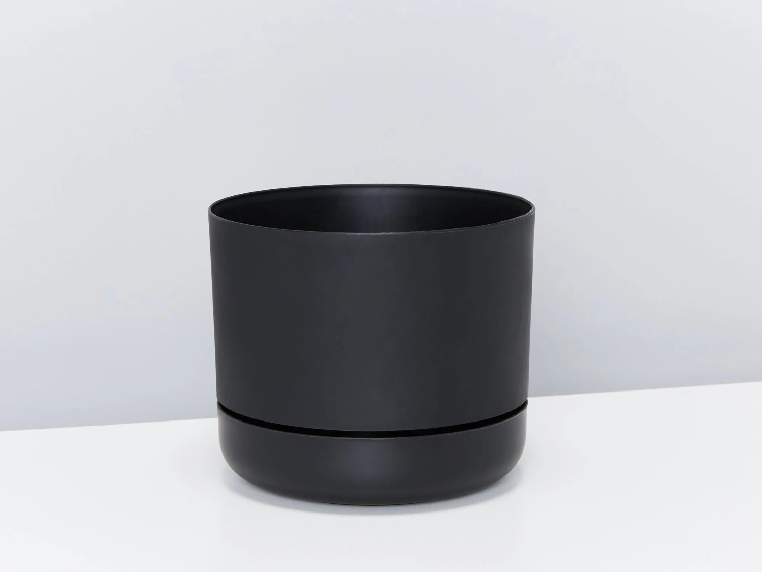 Crocodile Fern - Pot + Plant + Soil - Image 4