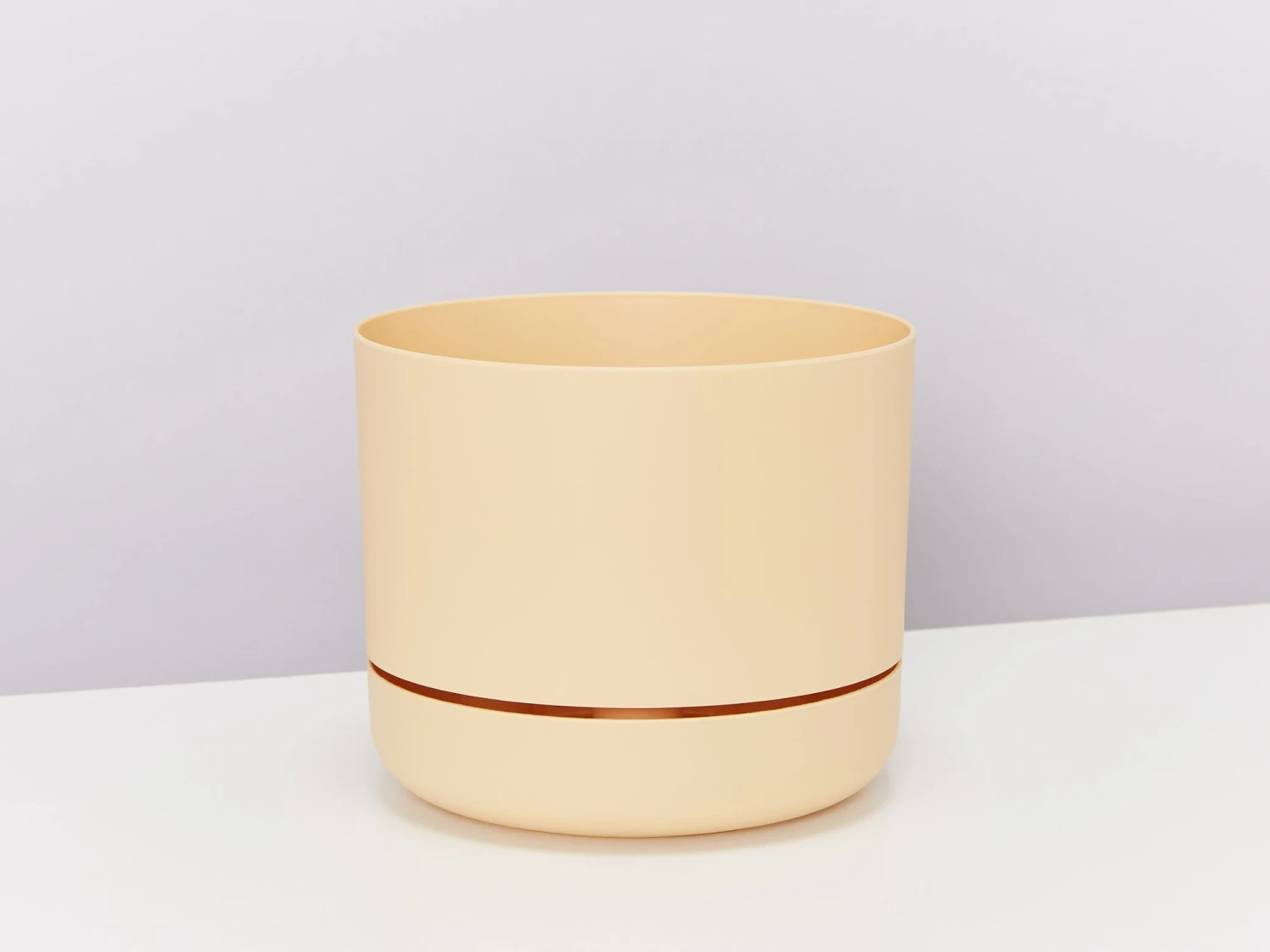 Crocodile Fern - Pot + Plant + Soil - Image 10