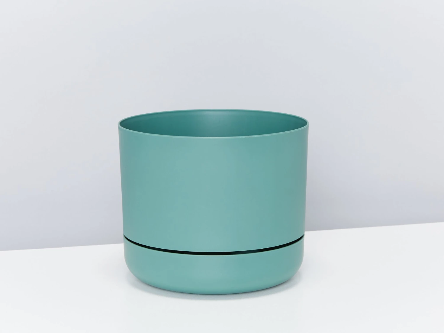 Aloe White Beauty - Pot + Plant - Image 10