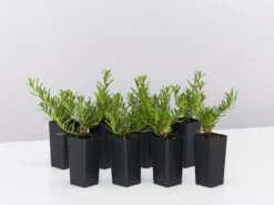 Myoporum Parvifolium Yareena Creeping Boobialla Groundcover Pack