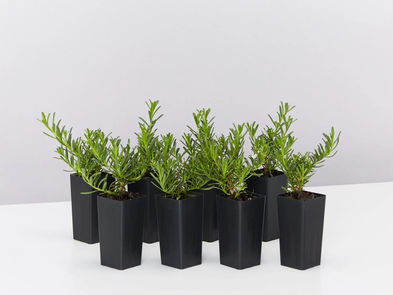 Myoporum Parvifolium Yareena Creeping Boobialla Groundcover Pack