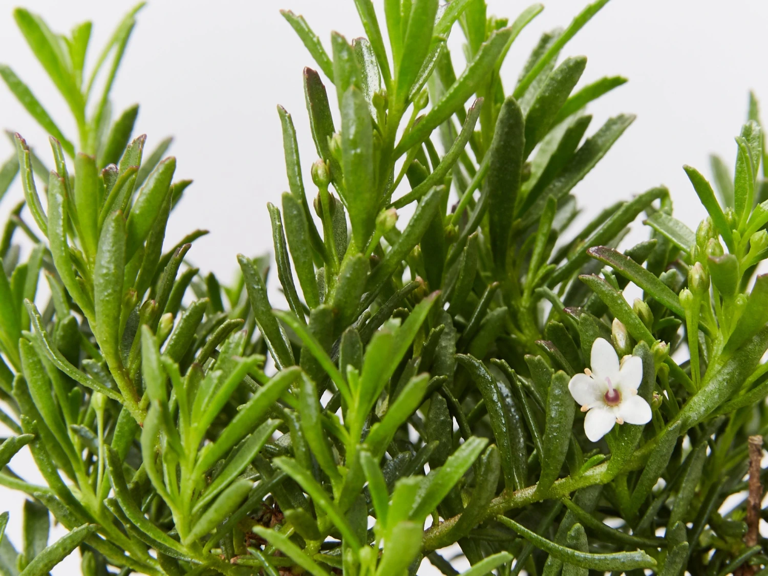 Myoporum Parvifolium Yareena Creeping Boobialla Groundcover Pack - Image 3