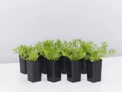 Myoporum Parvifolium Broad Leaf