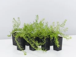 Myoporum Parvifolium Fine Leaf