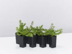 Myoporum Parvifolium Pink