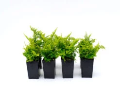 Nephrolepis Cotton Candy