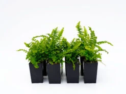 Nephrolepis Exaltata Pom Pom