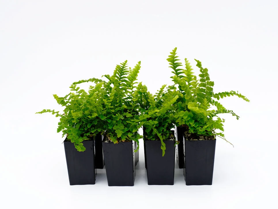 Nephrolepis Exaltata Pom Pom