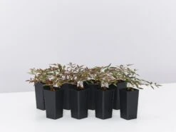 Nandina Domestica Flirt™ ‘MURASAKI’ Pbr