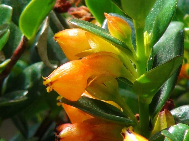 Nematanthus Fortaleza "Gold Fish Plant" - Image 2