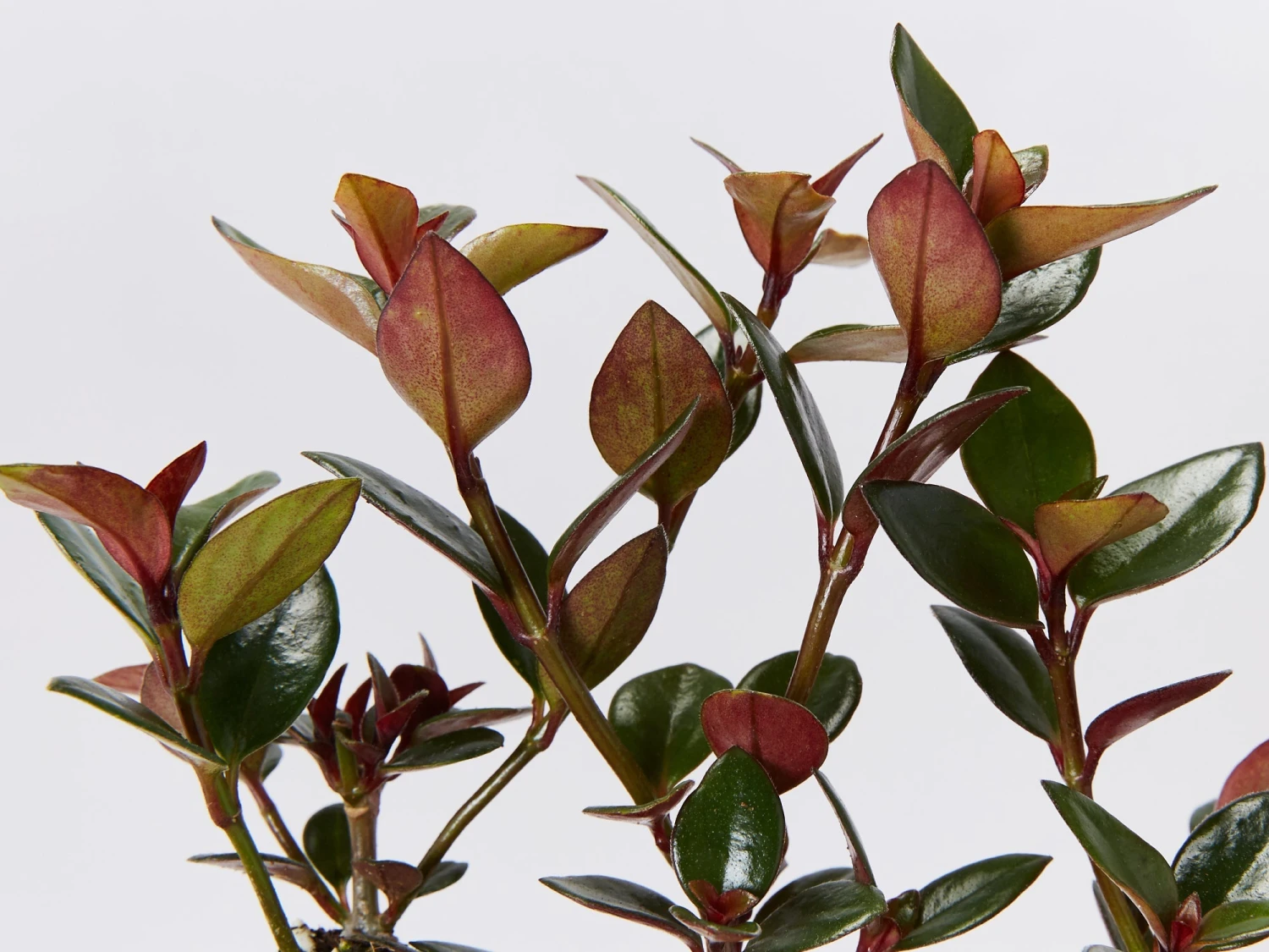 Nematanthus Fortaleza "Gold Fish Plant" - Image 3