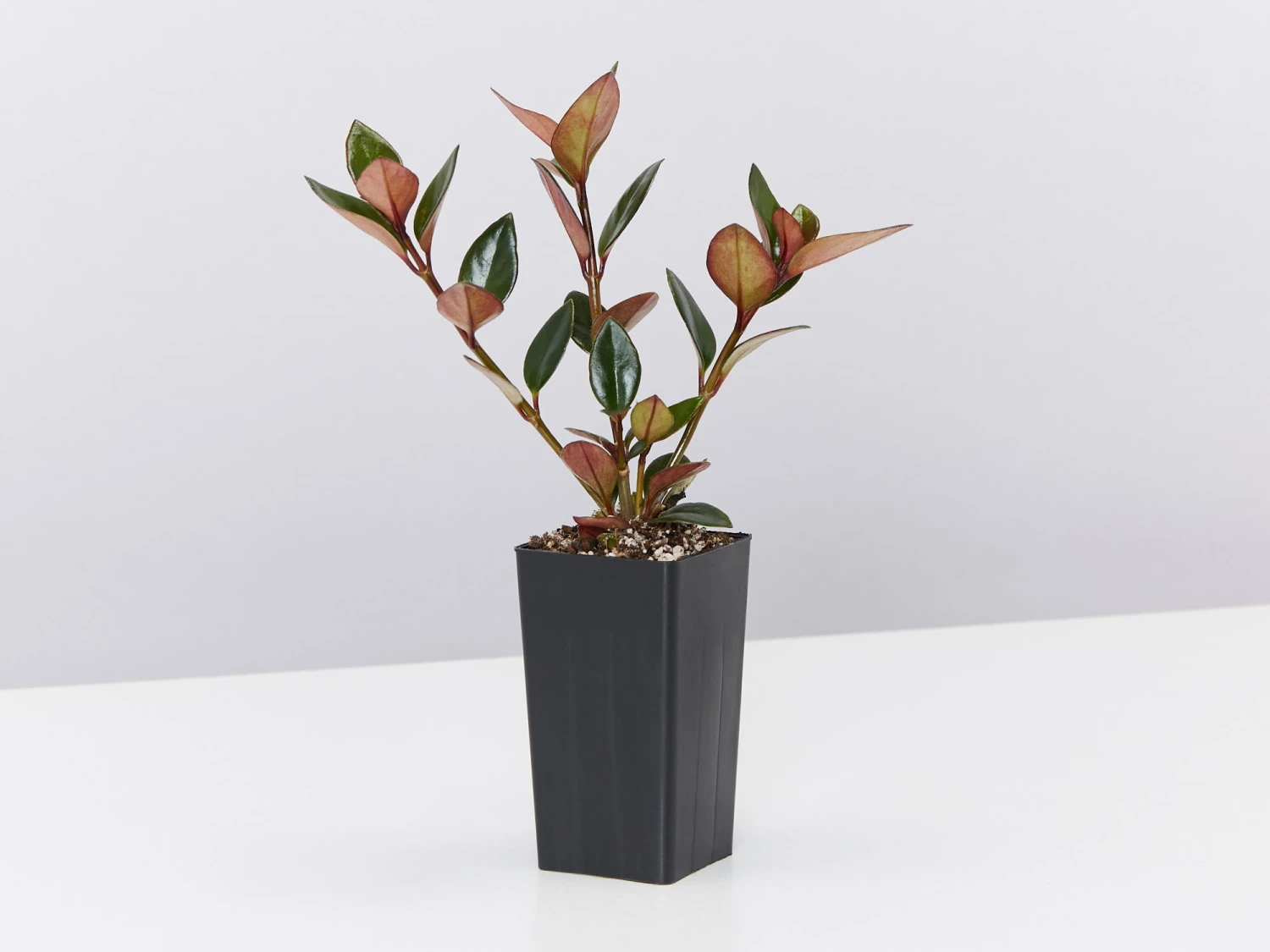 Nematanthus Fortaleza "Gold Fish Plant" - Image 4