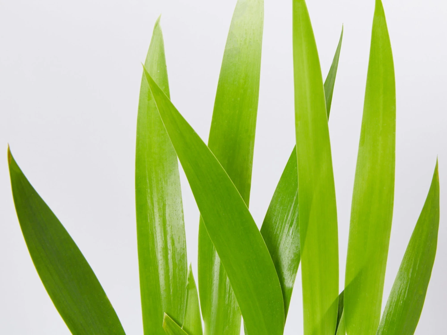 Neomarica Northiana 'Walking Iris' Plant Packs - Image 4