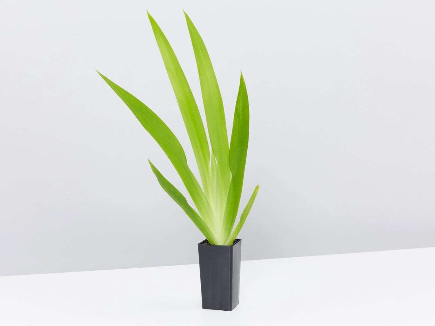 Neomarica Northiana 'Walking Iris' Plant Packs - Image 5