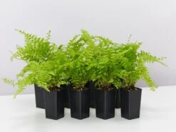 Nephrolepis Exaltata Boston Blue Bell