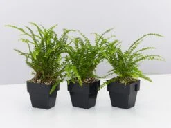 Nephrolepis Cordifolia Duffii 85mm