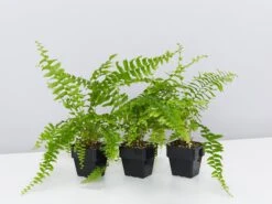 Nephrolepis Exaltata Bostoniensis 85mm
