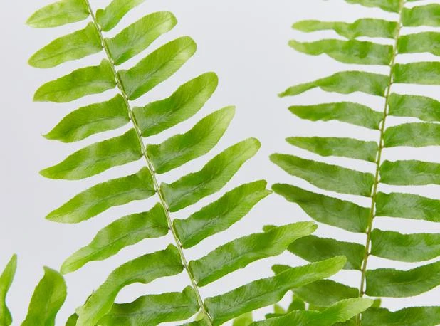 Elho Pet-Friendly Eco ♻️ Gift Box - Image 2