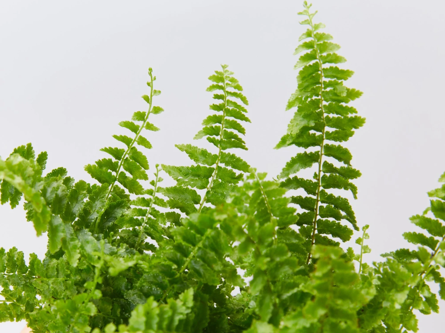 Nephrolepis Exaltata Fluffy Ruffles - Image 2