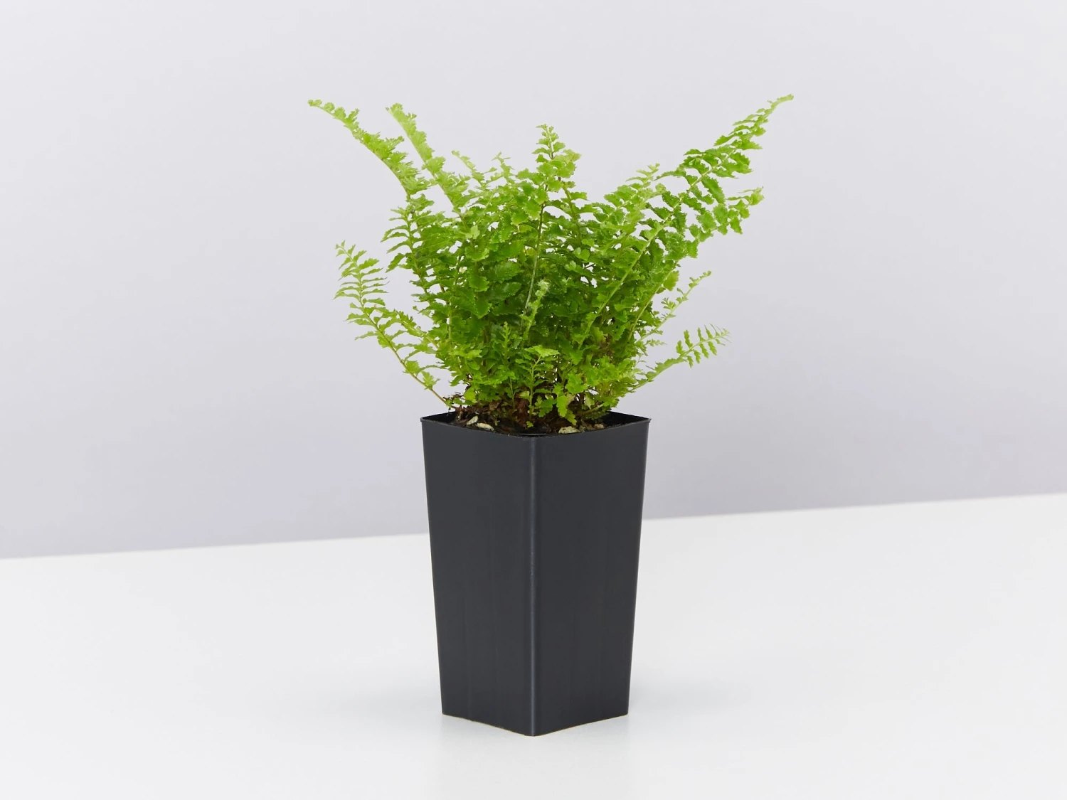 Nephrolepis Exaltata Fluffy Ruffles - Image 3