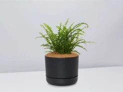 Nephrolepis Cordifolia Duffi - Pot + Plant + Soil