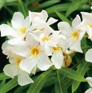 Nerium Oleander "Madonna" - Image 2