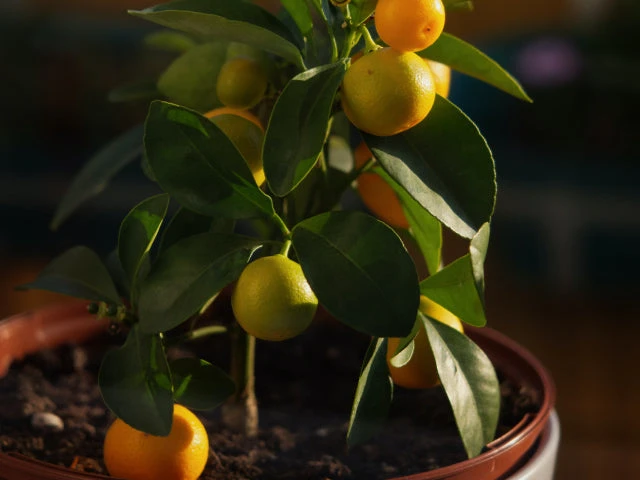 A Box Of Kumquat Plants - Citrus Japonica - Image 3