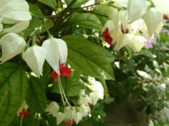 Clerodendrum Thomsoniae