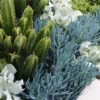 Senecio Serpens Blue Chalksticks Dwarf