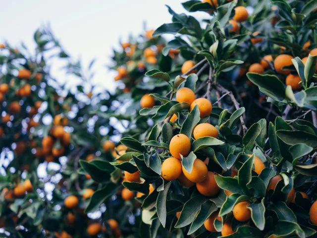 A Box Of Kumquat Plants - Citrus Japonica