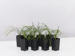 Ophiopogon Japonicus Mondo Grass