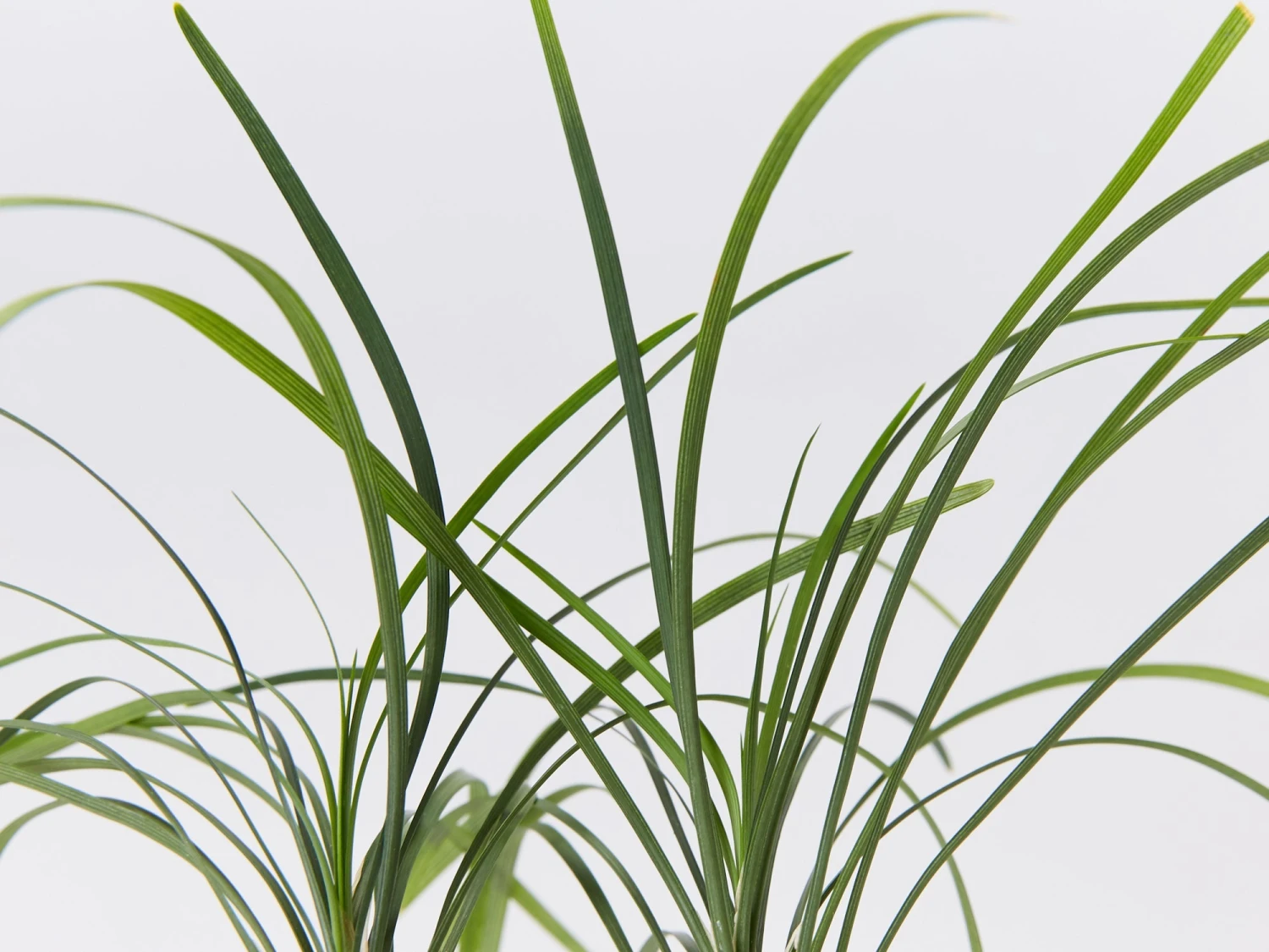 Ophiopogon Japonicus Mondo Grass - Image 3