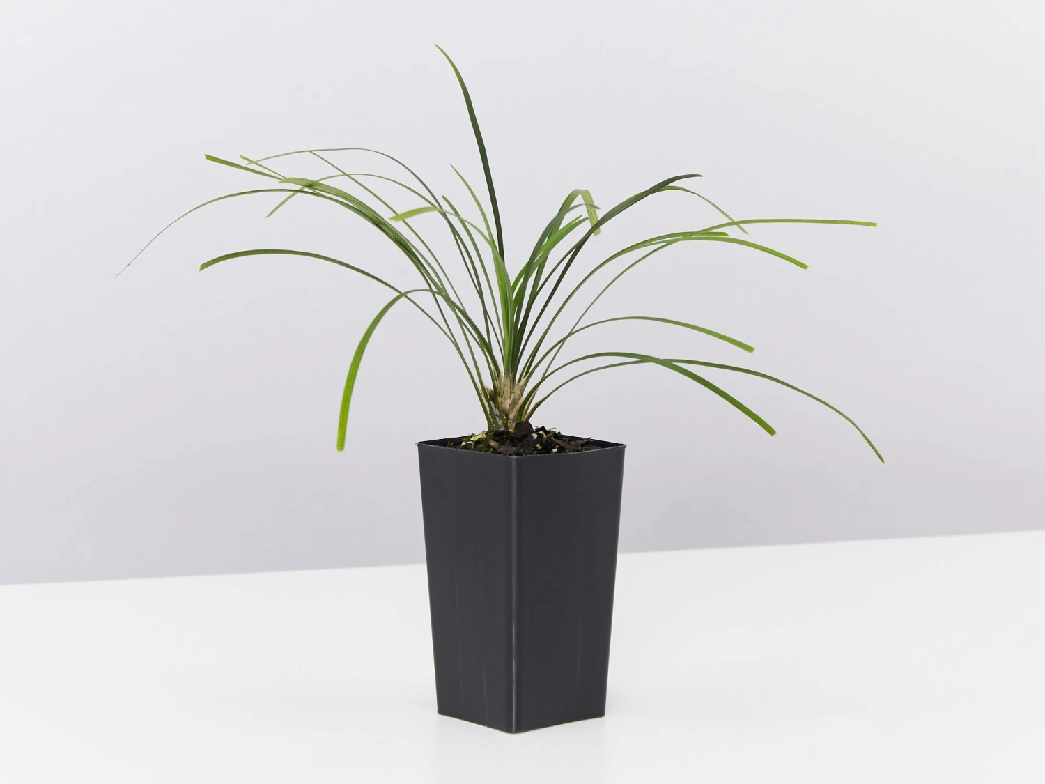 Ophiopogon Japonicus Mondo Grass - Image 4