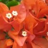 Bougainvillea Orange Glory