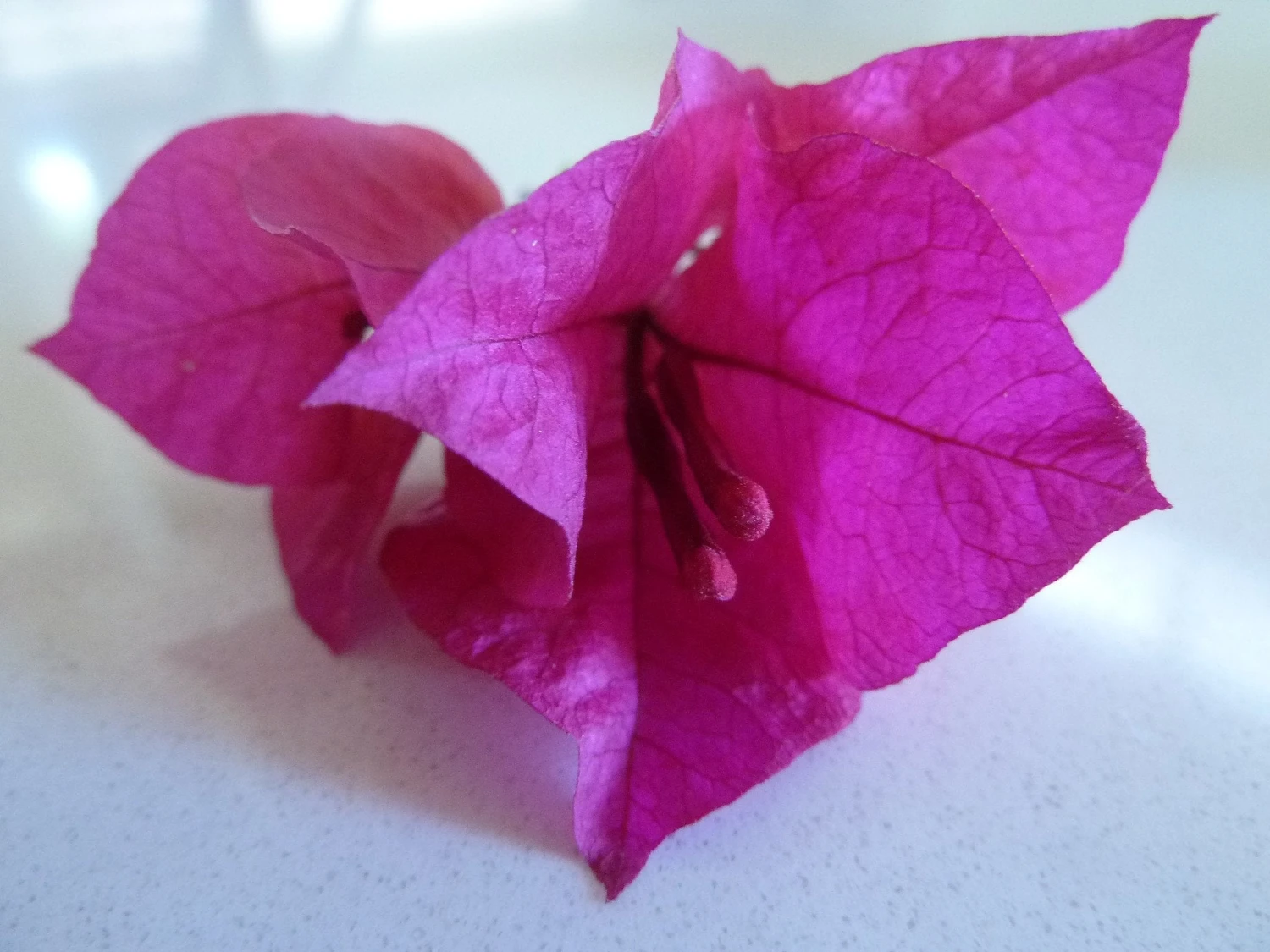 Bougainvillea Elizabeth - Image 3