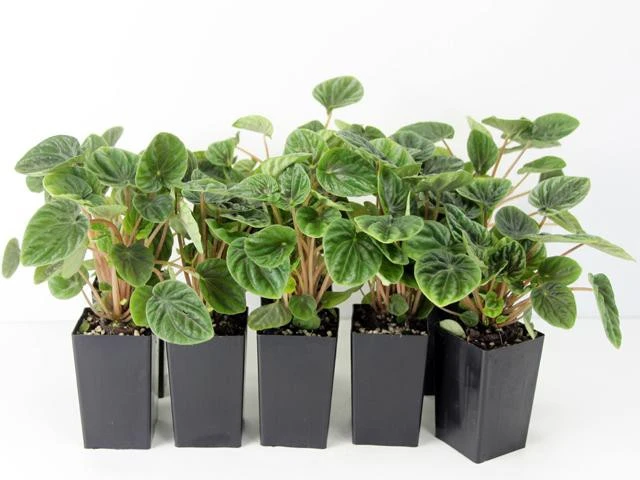 Peperomia Caperata Lilian - Image 2