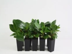 Peperomia Scandens