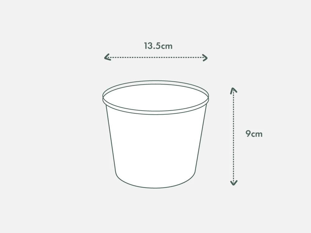 Senecio Peregrinus String Of Dolphins - Image 10