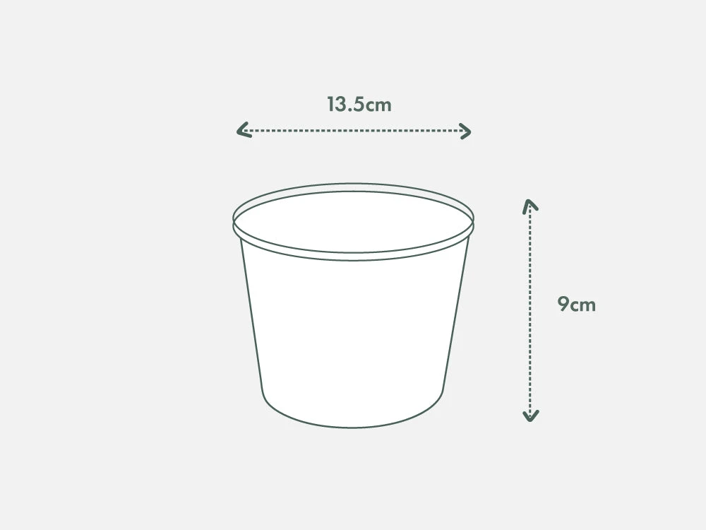 Palm + Pot + Plant + Soil - Image 17