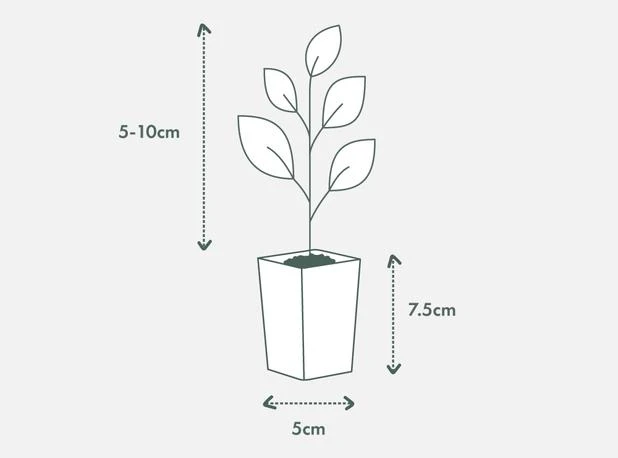 Camellia Sasanqua Cherilyn - Image 5