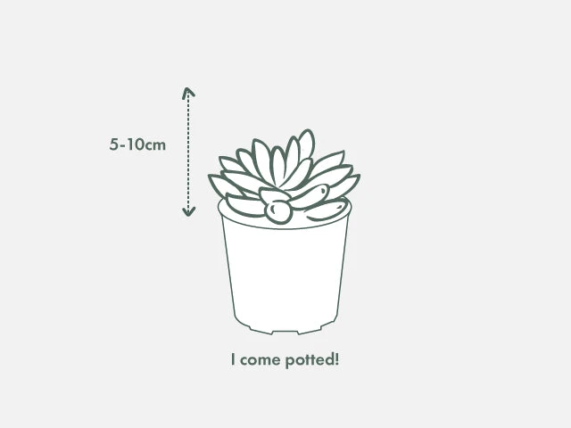 Gasteria Thais - Image 5