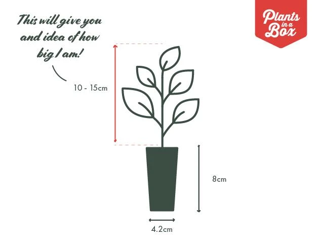 Ficus Microcarpa Hillii Flash - Image 5