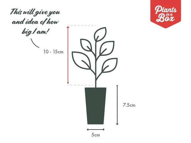 Clivia Miniata Cream - Image 5