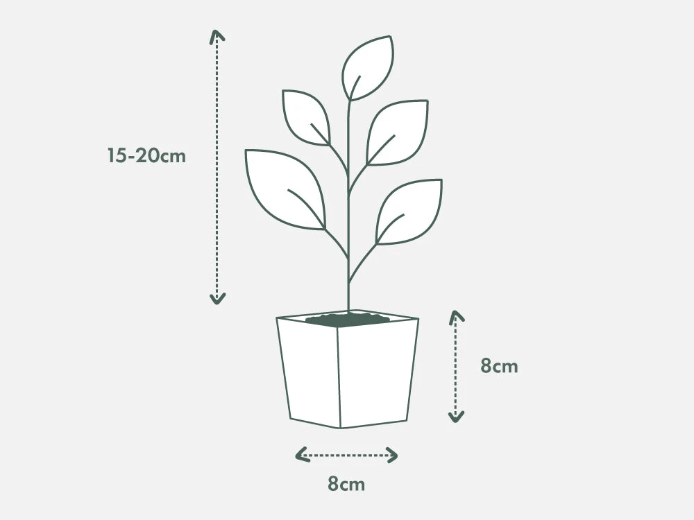 Microsorum Punctatum Green Flame - 85mm - Image 4