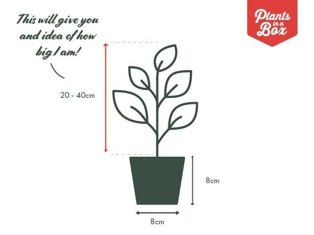 Bougainvillea Saffron - Image 2