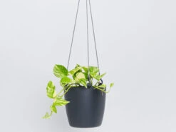 Self-Watering Eco ♻️Hanging Planter - Pot + Plant + Soil