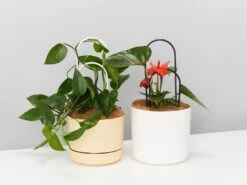 Double-Arch Plant Support Stake