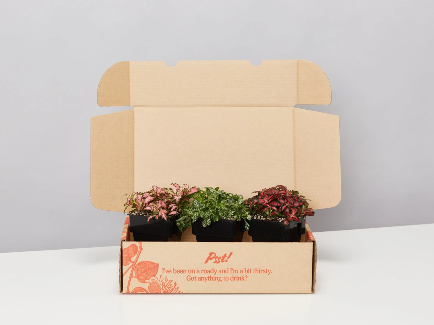 Assorted Box Of Nerve Plants - Large